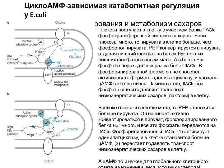 ЦиклоАМФ-зависимая катаболитная регуляция у E.coli Каскад фосфорилирования и метаболизм сахаров Глюкоза поступает