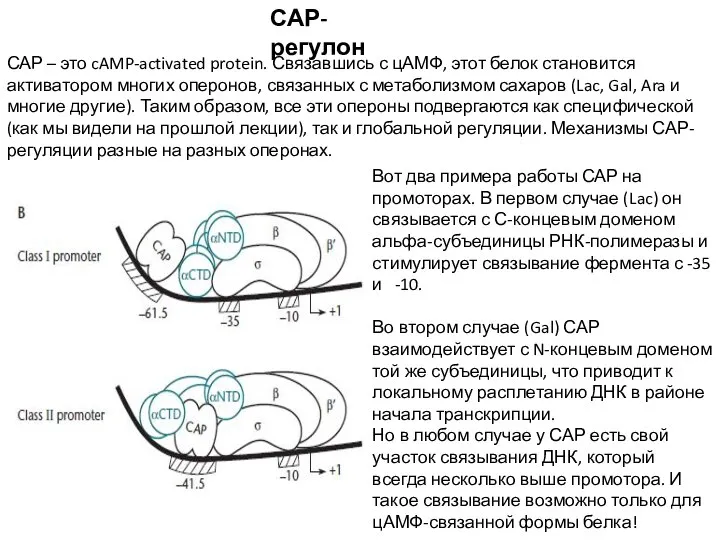 САР-регулон САР – это cAMP-activated protein. Связавшись с цАМФ, этот белок становится