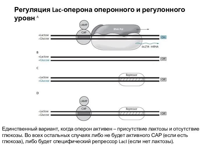 Регуляция Lac-оперона оперонного и регулонного уровня Единственный вариант, когда оперон активен –