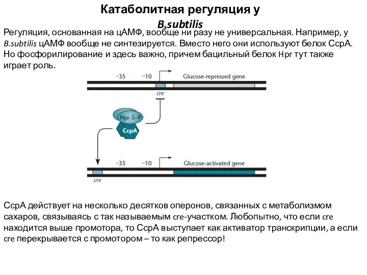 Катаболитная регуляция у B.subtilis Регуляция, основанная на цАМФ, вообще ни разу не