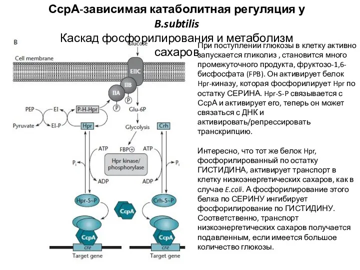 СсрА-зависимая катаболитная регуляция у B.subtilis Каскад фосфорилирования и метаболизм сахаров При поступлении