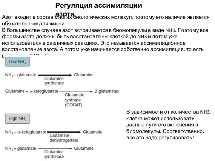 Регуляция ассимиляции азота Азот входит в состав многих биологических молекул, поэтому его