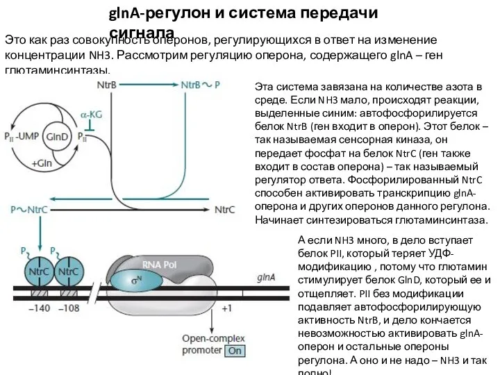 glnA-регулон и система передачи сигнала Это как раз совокупность оперонов, регулирующихся в