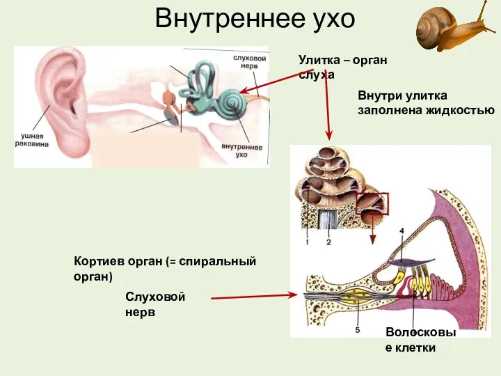Внутреннее ухо Улитка – орган слуха Внутри улитка заполнена жидкостью Кортиев орган