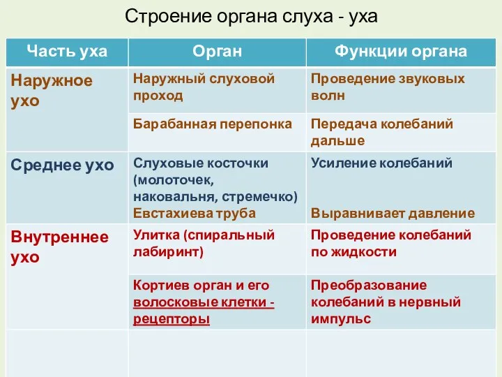 Строение органа слуха - уха