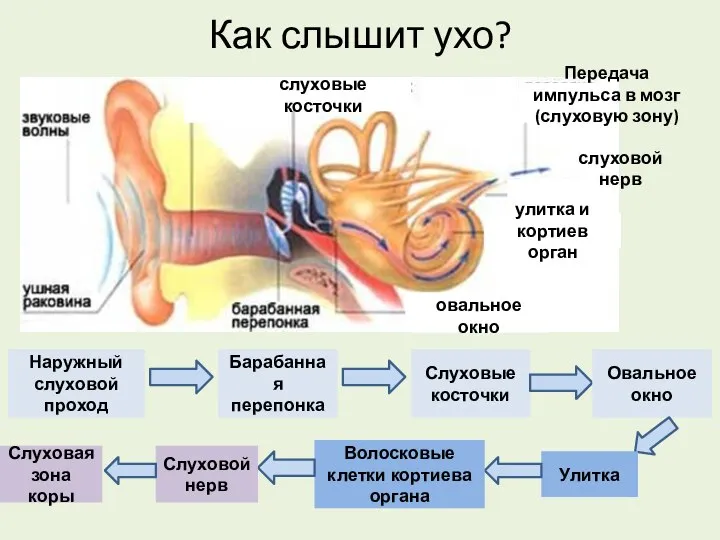 Как слышит ухо? слуховые косточки улитка и кортиев орган овальное окно слуховой