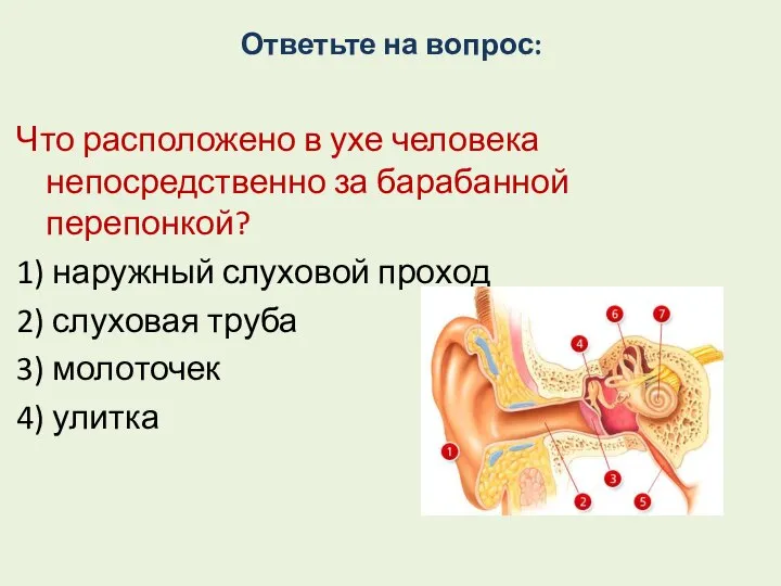 Ответьте на вопрос: Что расположено в ухе человека непосредственно за барабанной перепонкой?