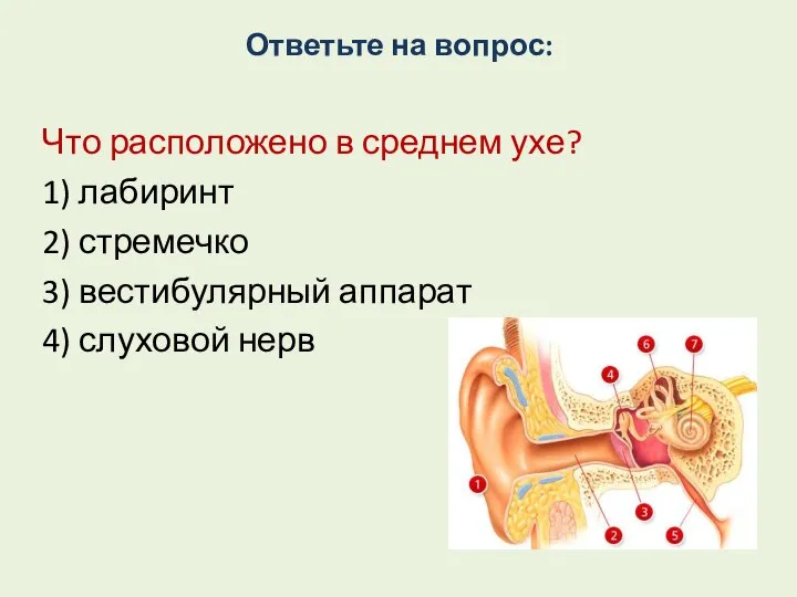 Ответьте на вопрос: Что расположено в среднем ухе? 1) лабиринт 2) стремечко