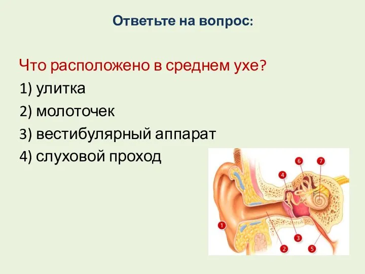 Ответьте на вопрос: Что расположено в среднем ухе? 1) улитка 2) молоточек