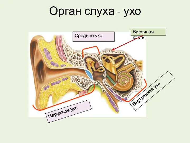 Орган слуха - ухо Наружное ухо Среднее ухо Внутреннее ухо Височная кость