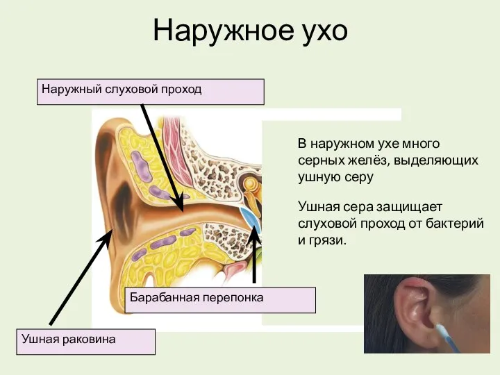 Наружное ухо Ушная раковина Наружный слуховой проход Барабанная перепонка В наружном ухе
