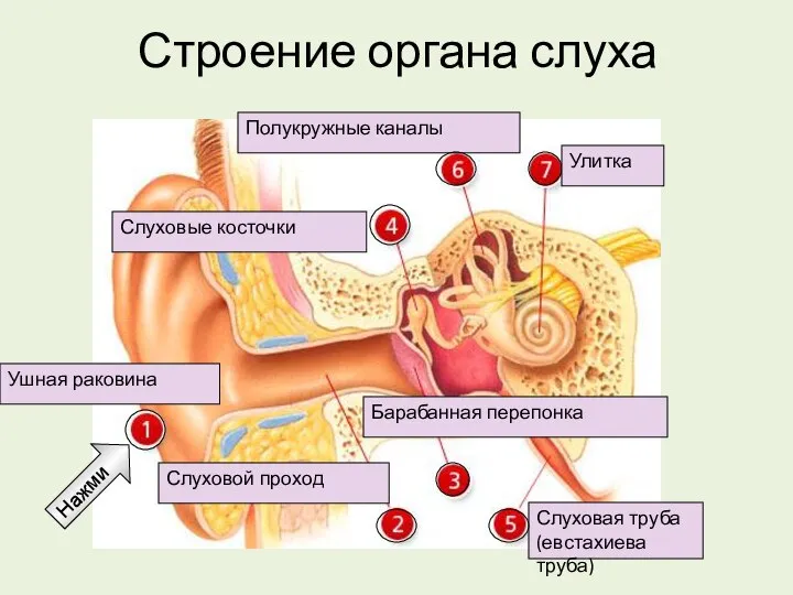Строение органа слуха Ушная раковина Слуховой проход Барабанная перепонка Слуховая труба (евстахиева