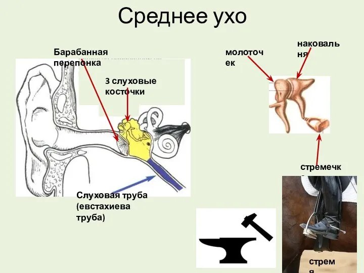 Среднее ухо 3 слуховые косточки Барабанная перепонка Слуховая труба (евстахиева труба) молоточек наковальня стремечко стремя