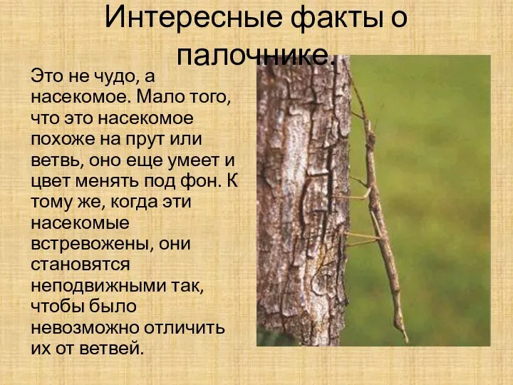 Интересные факты о палочнике. Это не чудо, а насекомое. Мало того, что