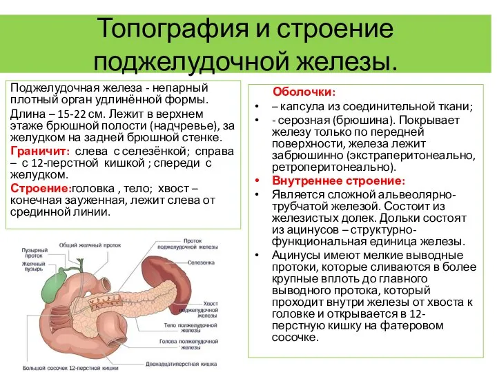 Топография и строение поджелудочной железы. Поджелудочная железа - непарный плотный орган удлинённой