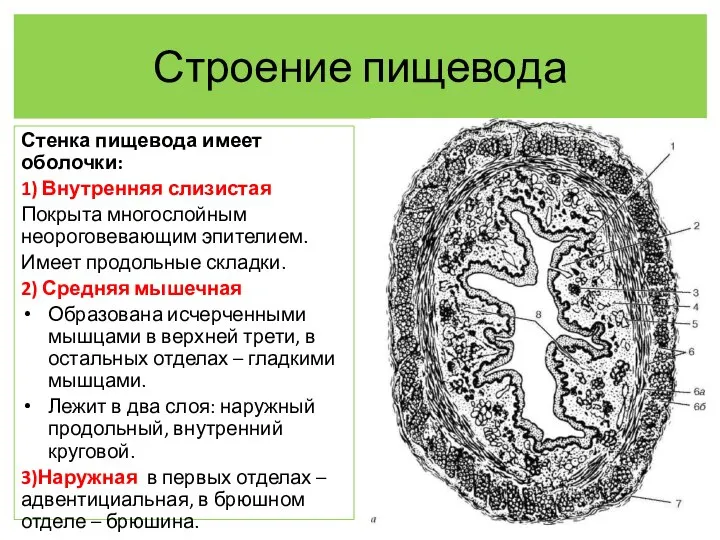 Строение пищевода Стенка пищевода имеет оболочки: 1) Внутренняя слизистая Покрыта многослойным неороговевающим