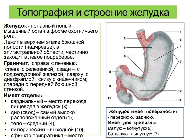 Топография и строение желудка Желудок - непарный полый мышечный орган в форме