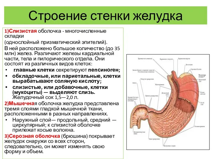 Строение стенки желудка 1)Слизистая оболочка - многочисленные складки (однослойный призматический эпителий). В