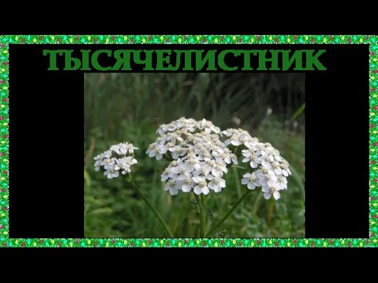 ТЫСЯЧЕЛИСТНИК