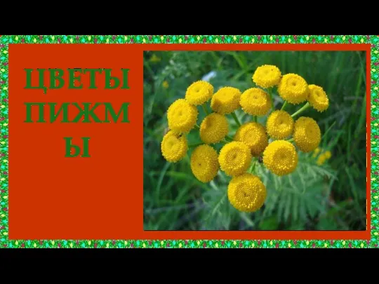 ЦВЕТЫ ПИЖМЫ