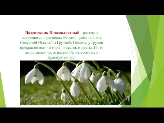 Подснежник Плосколистный - растение встречается в регионах России, граничащих с Северной Осетией