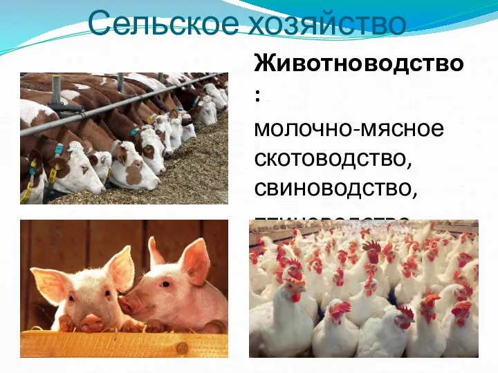Сельское хозяйство Животноводство: молочно-мясное скотоводство, свиноводство, птицеводство