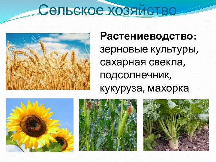 Сельское хозяйство Растениеводство: зерновые культуры, сахарная свекла, подсолнечник, кукуруза, махорка