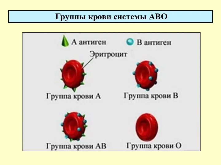 Группы крови системы АВО