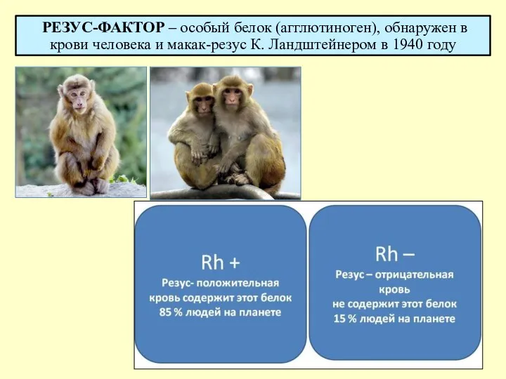 РЕЗУС-ФАКТОР – особый белок (агглютиноген), обнаружен в крови человека и макак-резус К. Ландштейнером в 1940 году