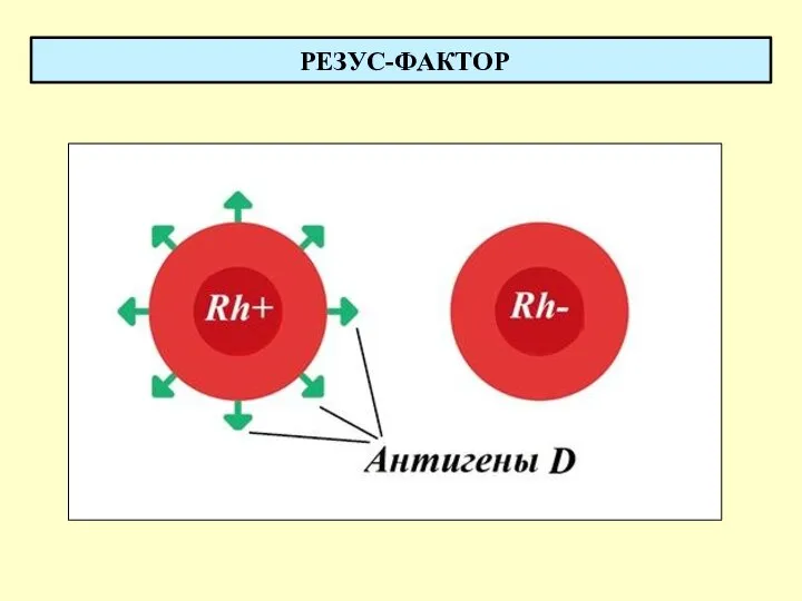 РЕЗУС-ФАКТОР