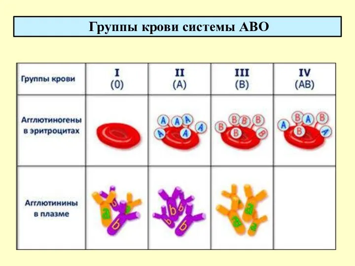 Группы крови системы АВО