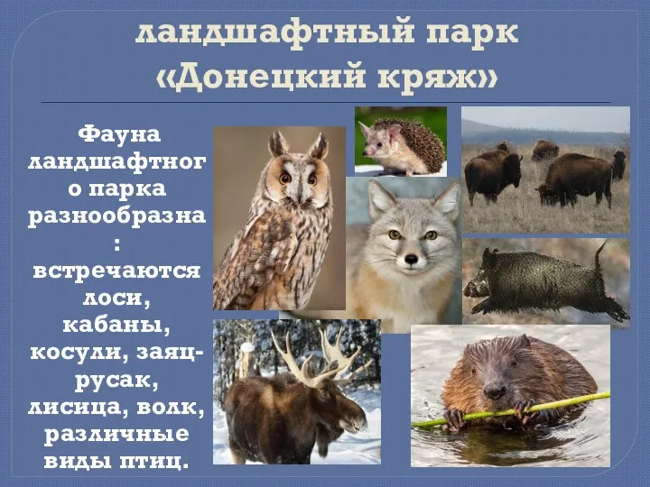 Региональный ландшафтный парк «Донецкий кряж» Фауна ландшафтного парка разнообразна: встречаются лоси, кабаны,