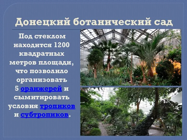 Донецкий ботанический сад Под стеклом находится 1200 квадратных метров площади, что позволило