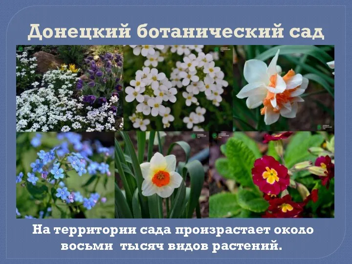 Донецкий ботанический сад На территории сада произрастает около восьми тысяч видов растений.