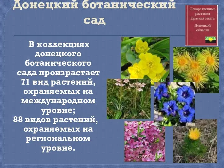 Донецкий ботанический сад В коллекциях донецкого ботанического сада произрастает 71 вид растений,