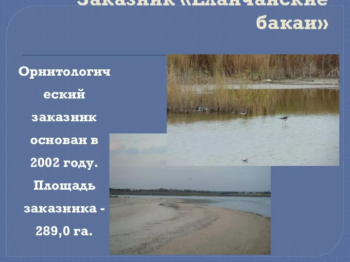 Заказник «Еланчанские бакаи» Орнитологический заказник основан в 2002 году. Площадь заказника - 289,0 га.