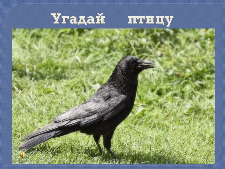 Угадай птицу