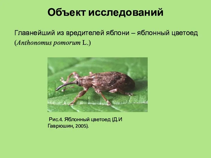 Объект исследований Главнейший из вредителей яблони – яблонный цветоед (Anthonomus pomorum L.)