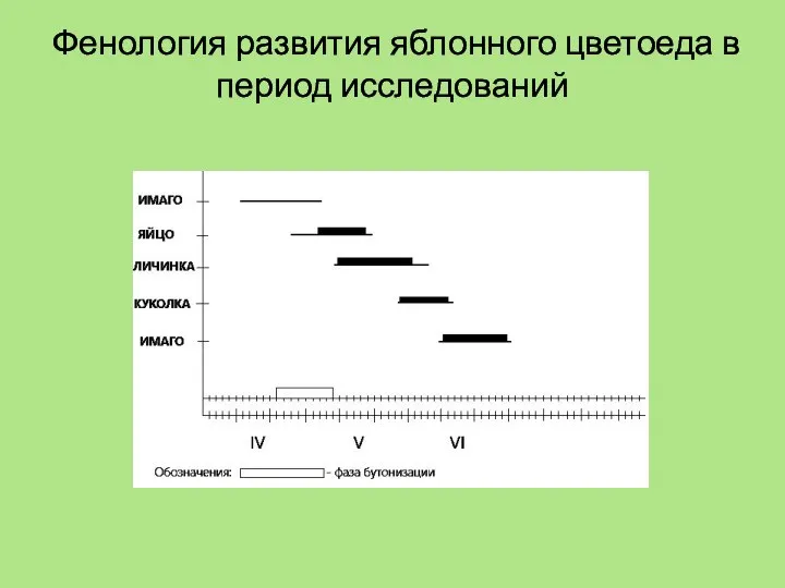 Фенология развития яблонного цветоеда в период исследований