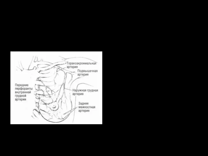 Кровоснабжение Внутренняя грудная артерия Латеральная грудная артерия III-V задние м/р артерии