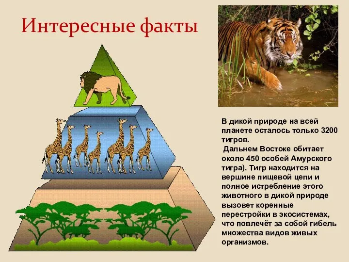 В дикой природе на всей планете осталось только 3200 тигров. Дальнем Востоке