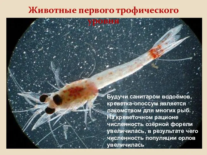 Будучи санитаром водоёмов, креветка-опоссум является лакомством для многих рыб. . На креветочном