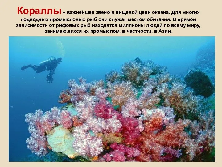 Кораллы – важнейшее звено в пищевой цепи океана. Для многих подводных промысловых