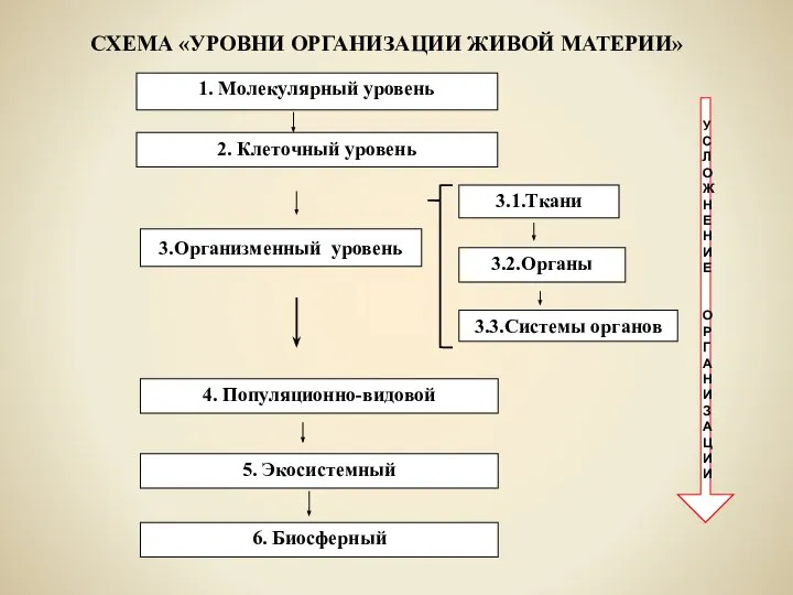 1. Молекулярный уровень 2. Клеточный уровень 3.Организменный уровень 3.1.Ткани 3.2.Органы 3.3.Системы органов