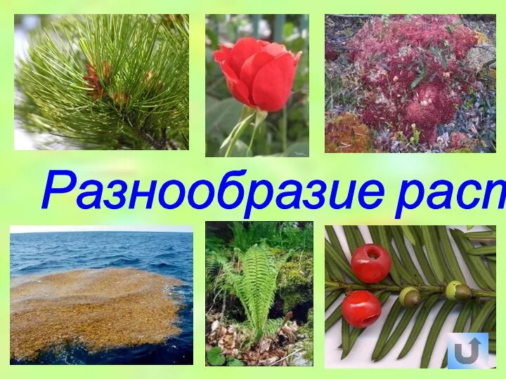 Разнообразие растений