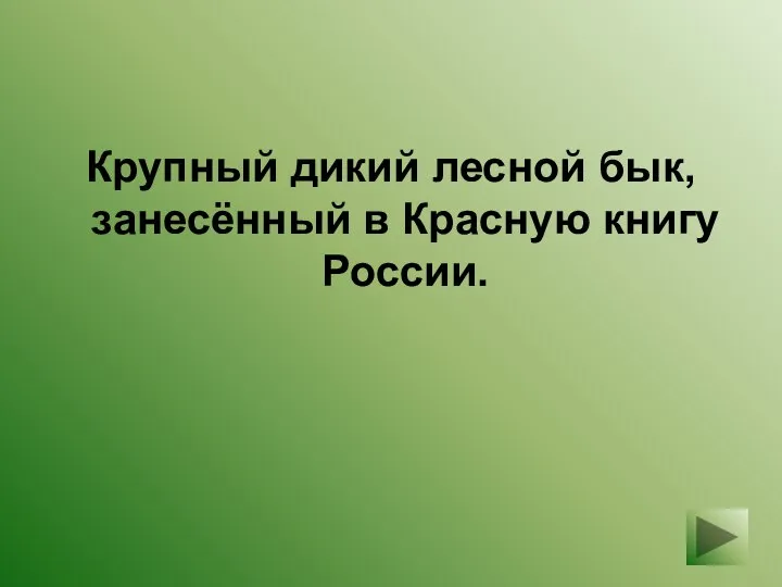 Крупный дикий лесной бык, занесённый в Красную книгу России.