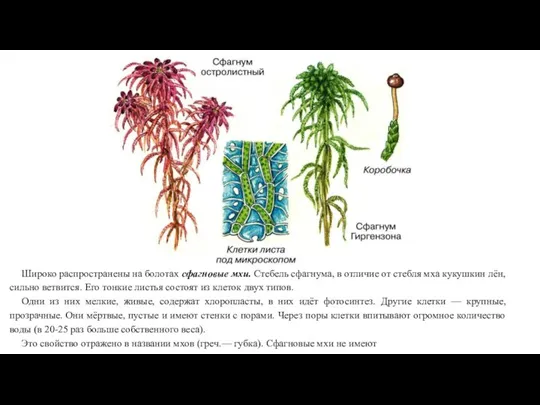 Широко распространены на болотах сфагновые мхи. Стебель сфагнума, в отличие от стебля