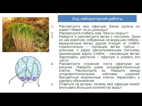 Рассмотрите мох сфагнум. Какие органы он имеет? Имеет ли он ризоиды? Рассмотрите