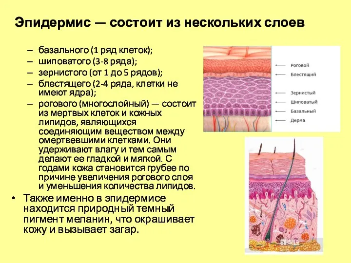 Эпидермис — состоит из нескольких слоев базального (1 ряд клеток); шиповатого (3-8