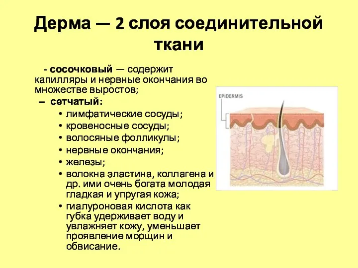 Дерма — 2 слоя соединительной ткани - сосочковый — содержит капилляры и